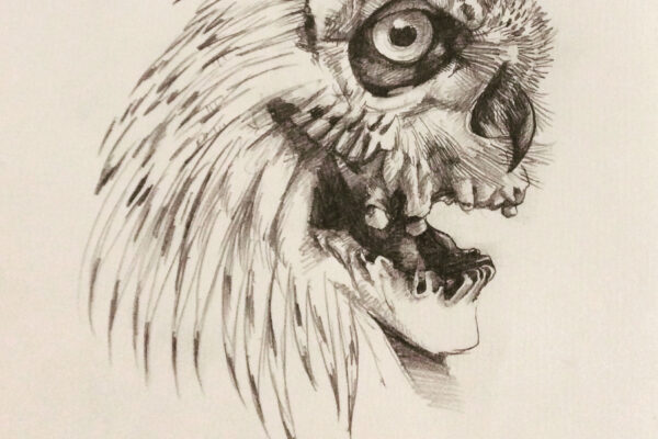 owlscull-draw