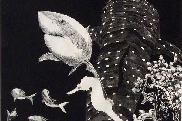 shark